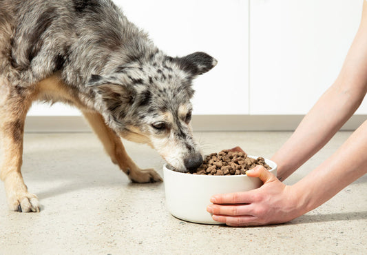 Switch it Up: How Mixing Proteins Can Boost Your Pooch's Health