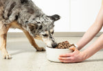 Switch it Up: How Mixing Proteins Can Boost Your Pooch's Health