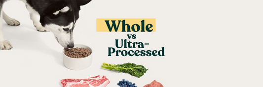 A Brief History on Whole vs. Ultra-Processed Foods for Dogs and Little Hunter's Perspective