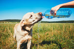 How do I get my dog to drink more water?