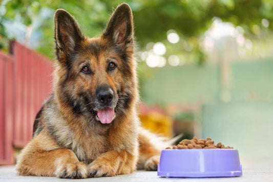 What Should I Feed my Senior Pet for the Best Health?