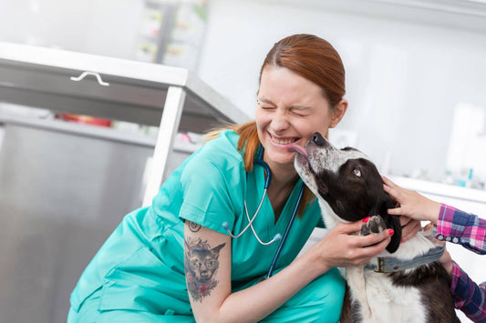 Can a Raw diet prevent illness in my dog?