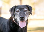 Should I adopt a Senior Pet?
